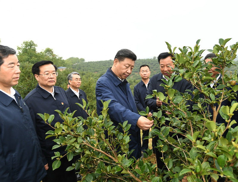 　　9月16日至18日，中共中央总书记、国家主席、中央军委主席习近平在河南省考察。这是17日上午，习近平来到信阳市光山县槐店乡司马光油茶园，实地查看油茶树种植和挂果情况。新华社记者 谢环驰 摄